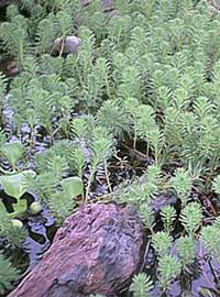 pinito de agua miriophyllum oxigenadora